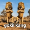 Singa gokil meme 😹 10