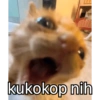 Meme stiker kucing🐱 9