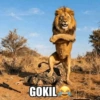 Singa gokil meme 😹 7