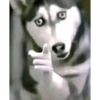 Dog meme 14