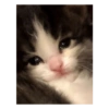 Cute cat 20