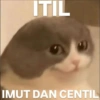 Cat meme  6
