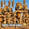 Singa gokil meme 😹 6