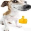 Dog meme 19