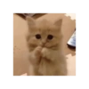 Cute cat 14