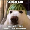 Dog meme 8