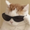 Cute cat 26