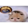 Meme kucing viral 6