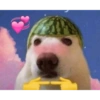 Dog meme 9