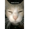 Gatitos memes random 5