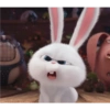 Snowball rabbit 8