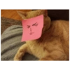 Gatitos memes random 6