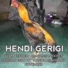 Stiker ayam meme 6