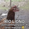 Stiker ayam meme 5
