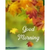 Good morning 15