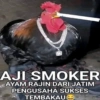 Stiker ayam meme 10