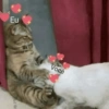 Memes safados 12