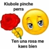 Nuevo momos 12