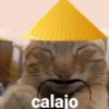 Papagallo 12