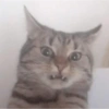 Animalitos 17