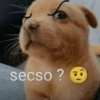 Papagallo 15