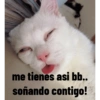 Animales ramdom 16