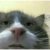 Animales ramdom 22