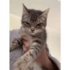 Animalitos 22