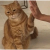 Animalitos 20