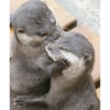 Animalitos 13
