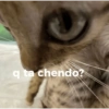 Papagallo 17