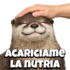 Pack Random Memes 6/6 🇦🇷 11