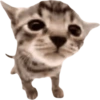Miau miau core 25