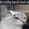 Silly cat memes 26