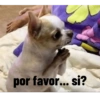 Animales ramdom 7