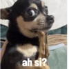 Animales ramdom 6
