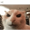 Silly cat memes 19