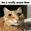 Silly cat memes 25