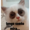Animales ramdom 13