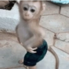 Monitos 5