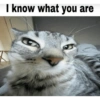 Silly cat memes 27