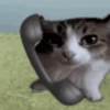 Silly cat memes 24