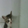 Gatitos 🥰 7