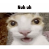 Silly cat memes 18