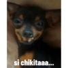 Animales ramdom 9