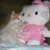 Memes da hello kitty  16