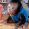Monitos 18