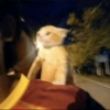 Gatitos 🥰 8