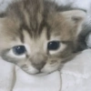 Gatitos 🥰 9