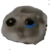Criceto 10